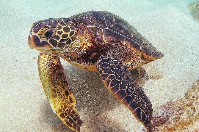 Oahu Circle Island Tour with Turtle Snorkeling— Small-Groups - The main event: snorkeling with Hawaiian green sea turtles