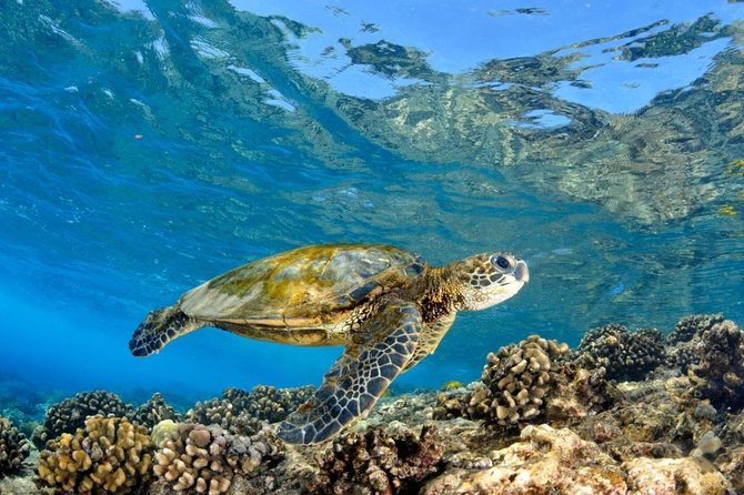 Oahu Circle Island Tour with Turtle Snorkeling— Small-Groups - Dole Plantation and a sweet finish