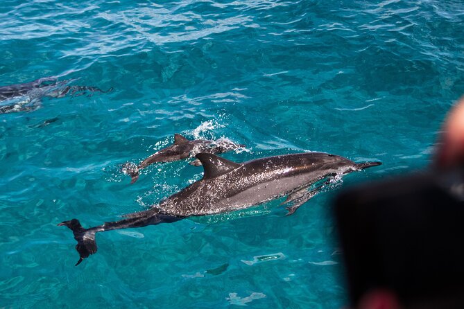 Oahu Dolphin and Snorkel Tour with Waikiki Pickup & Lunch - A dolphin cruise with a full morning of activities