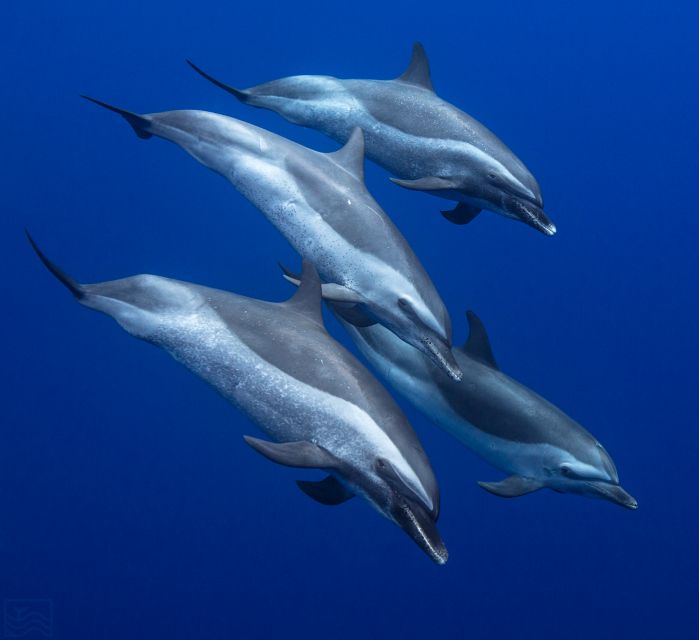 Oahu: Dolphin Swim and Turtle Snorkel Excursion in Waianae - The early hotel pickup is useful, but the ride is long