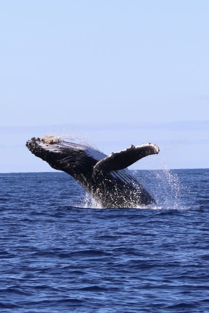 Oahu: Dolphin Swim and Turtle Snorkel Excursion in Waianae - Looking for wild dolphins in open water
