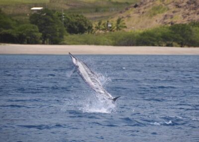 Dolphin Swim and Turtle Snorkel Excursion in Waianae