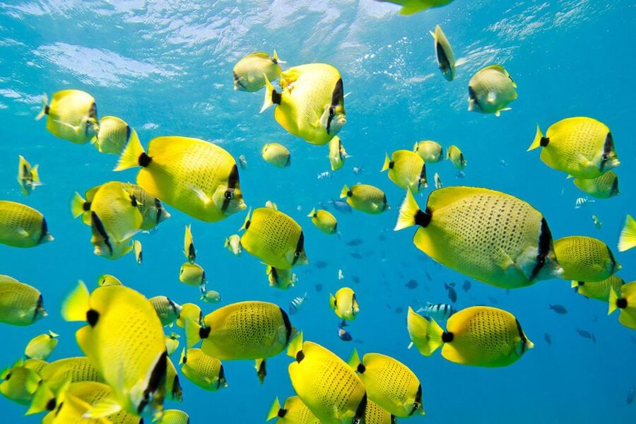 Oahu: Dolphin Swim and Turtle Snorkel Excursion in Waianae - Snorkeling with turtles and reef fish