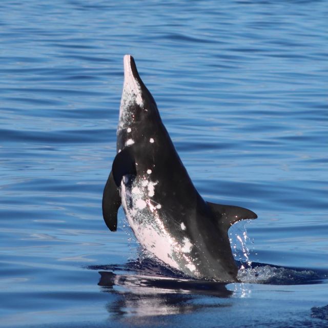 Oahu: Dolphin Swim and Turtle Snorkel Excursion in Waianae - What lunch and the included gear add