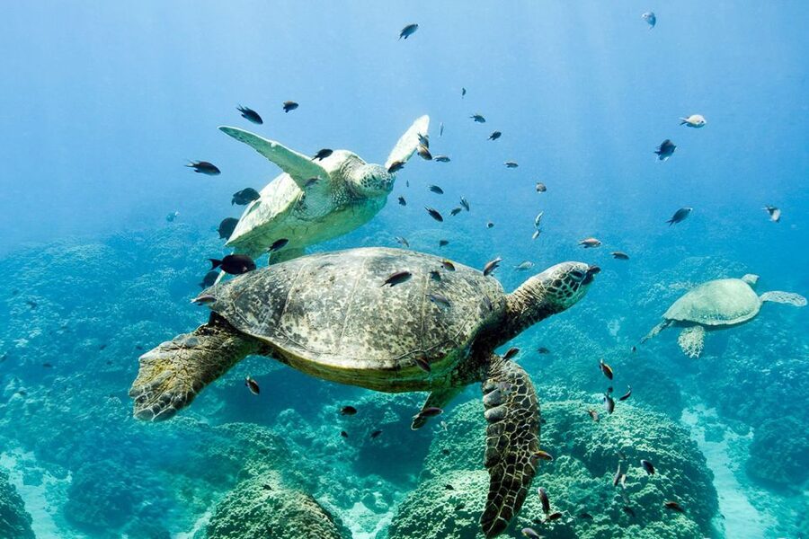 Oahu: Dolphin Swim and Turtle Snorkel Excursion in Waianae - Safety and respect come before the perfect photo