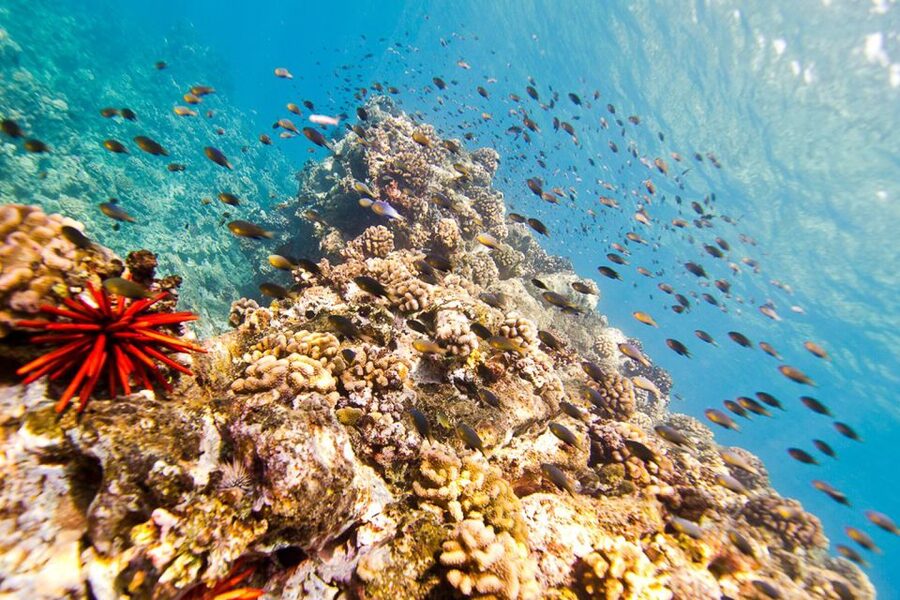 Oahu: Dolphin Swim and Turtle Snorkel Excursion in Waianae - Is $193 a fair price?