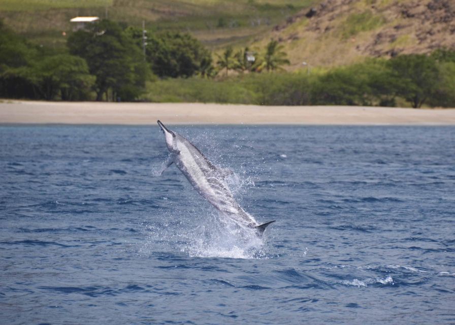 Oahu: Dolphin Swim and Turtle Snorkel Excursion in Waianae - A small motorboat keeps the outing close and active
