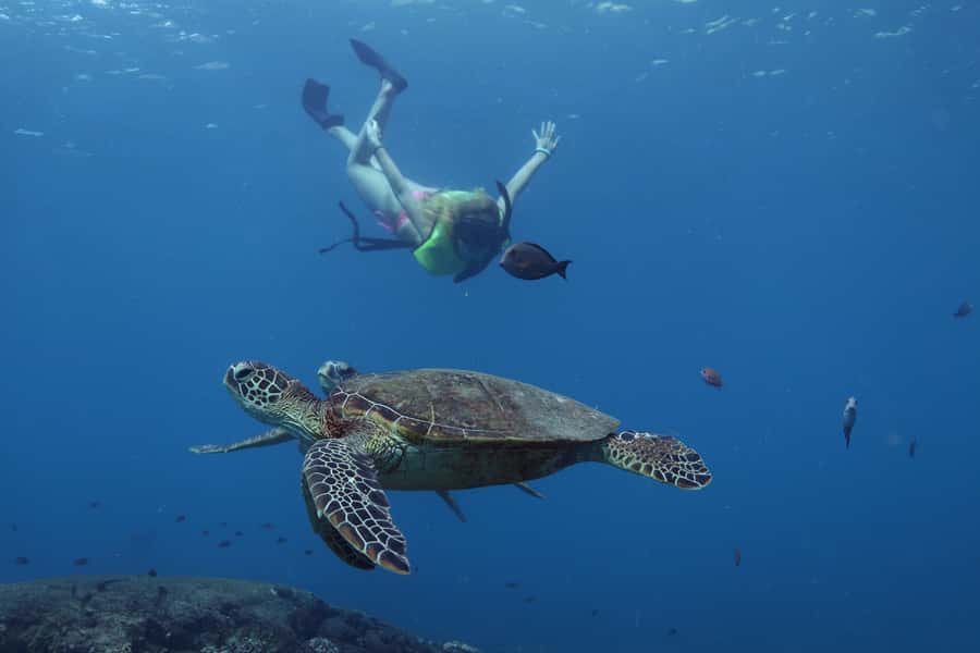 Oahu: Dolphin Watching & Turtle Snorkeling with Waterslide - A west-coast cruise built around wild dolphins