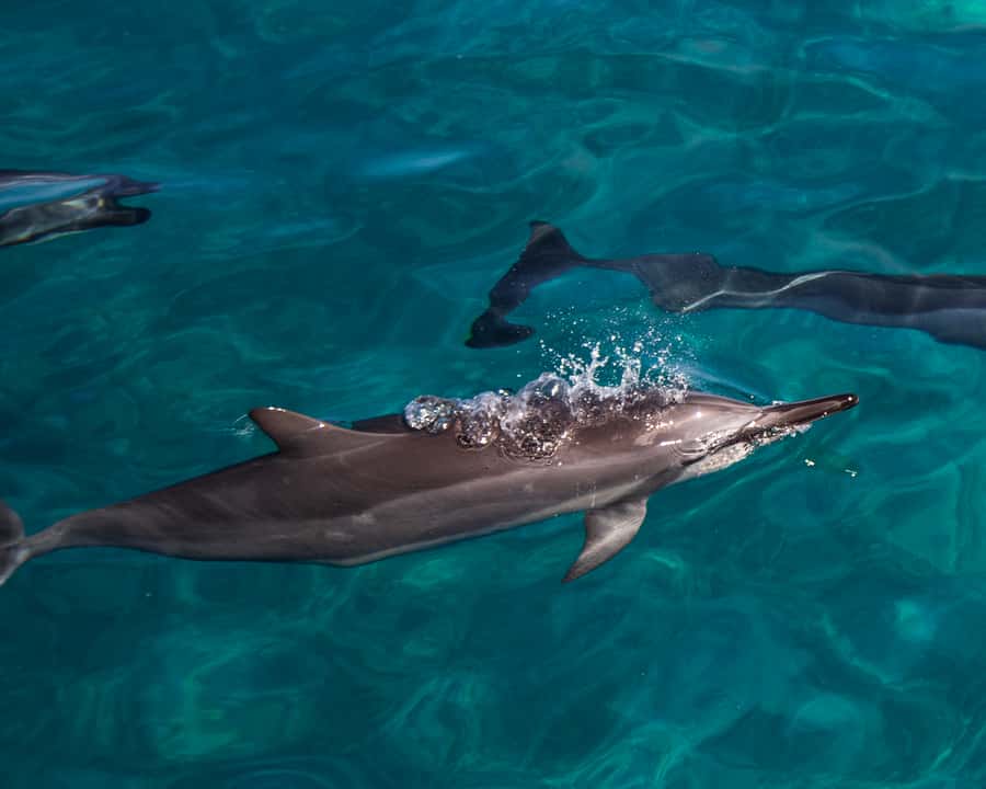 Oahu: Dolphin Watching & Turtle Snorkeling with Waterslide - Dolphins first, turtles second