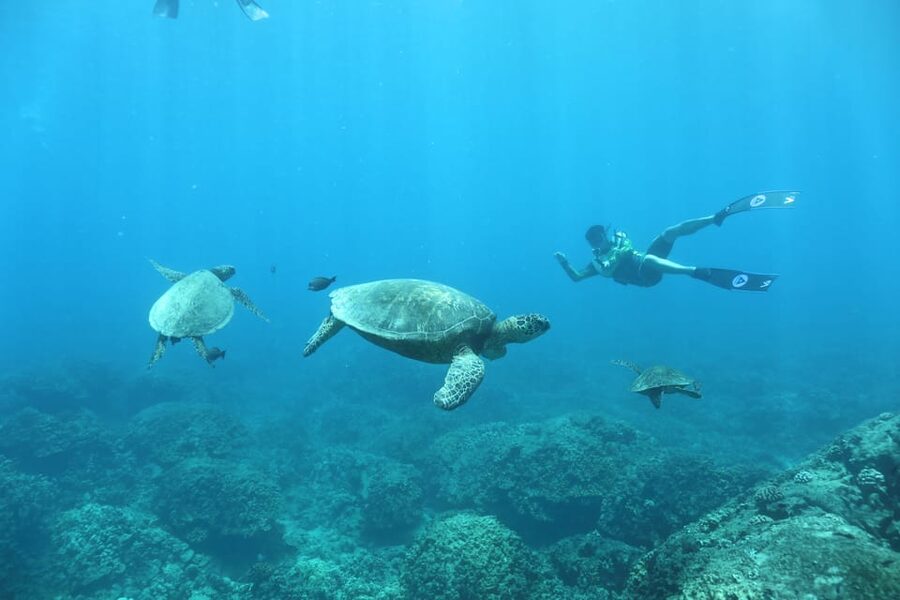 Oahu: Dolphin Watching & Turtle Snorkeling with Waterslide - The 20-foot slide and other ways to get wet