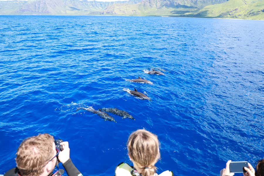 Oahu: Dolphin Watching & Turtle Snorkeling with Waterslide - Is $190 a fair price?