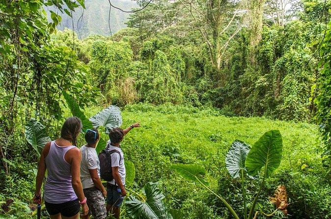 Oahu friendly hiking experience - Koko Crater Botanical Garden: The Best Choice for Plant Lovers