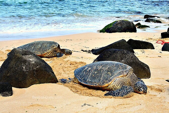 OAHU GRAND CIRCLE Waimea Waterfall, Turtle Beach, North Shore. - Haleiwa food trucks and the three-hour coastal drive