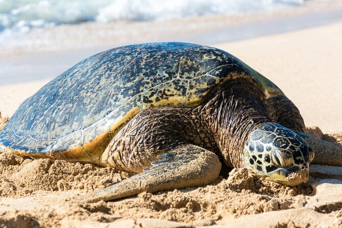 Oahu: Grand Tour Around Island 16 Locations plus Snorkeling - One long day around Oahu
