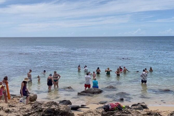 Oahu Guided Circle Island Tour, Swim w/ Turtles, Dole, Blowhole - Waikiki, Diamond Head, and the volcanic south shore