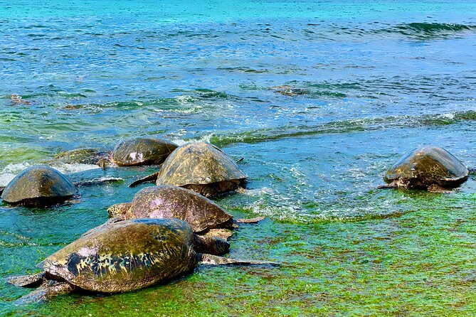 Oahu Guided Circle Island Tour, Swim w/ Turtles, Dole, Blowhole - Should you book this Oahu tour?