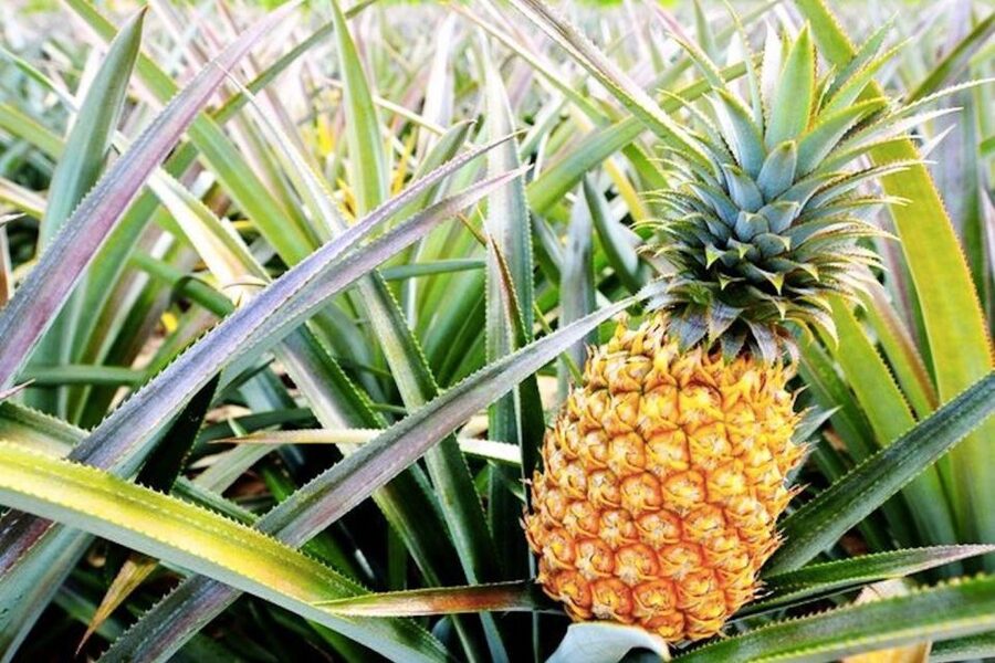 Oahu: Guided Tour of North Shore and Waimea Botanical Garden - North Shore beaches and the surf coast