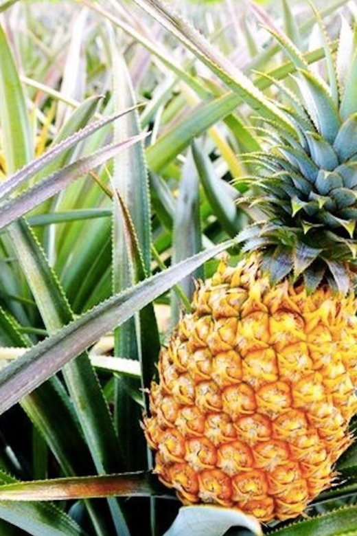 Oahu: Guided Tour of North Shore and Waimea Botanical Garden - Waimea Botanical Garden and the waterfall walk