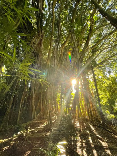 Oahu: Hidden Hawaii Waterfall Hike and Beach Tour - From Waikiki to the forest