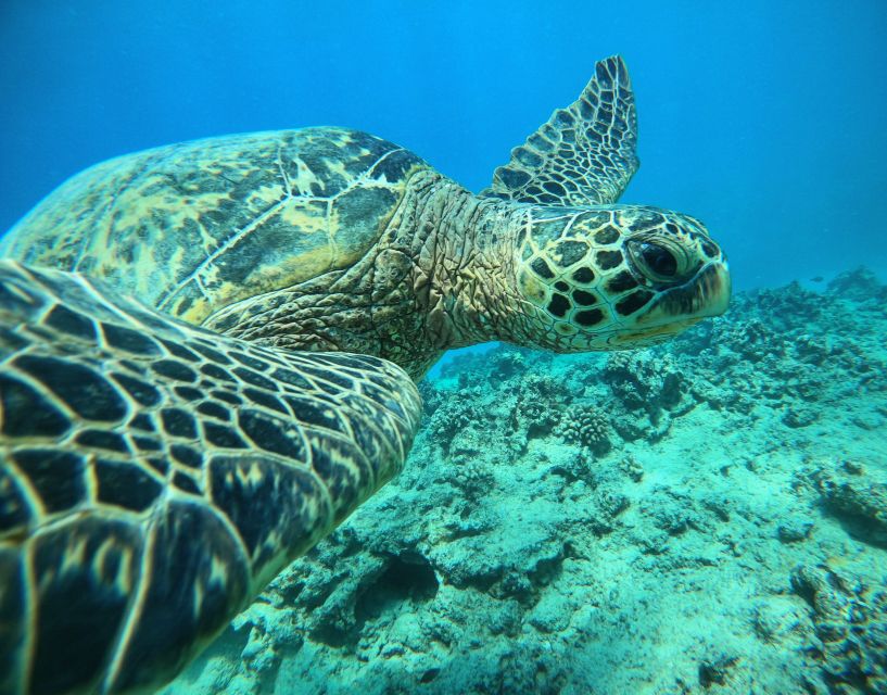 Oahu: Honolulu Turtle Canyon Snorkeling Tour - Key points to know before you book