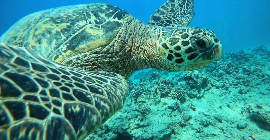 Oahu: Honolulu Turtle Canyon Snorkeling Tour - Why Turtle Canyon makes a good Honolulu outing