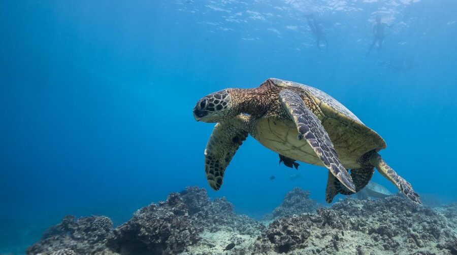Oahu: Honolulu Turtle Canyon Snorkeling Tour - The boat ride from Ala Moana to the reef