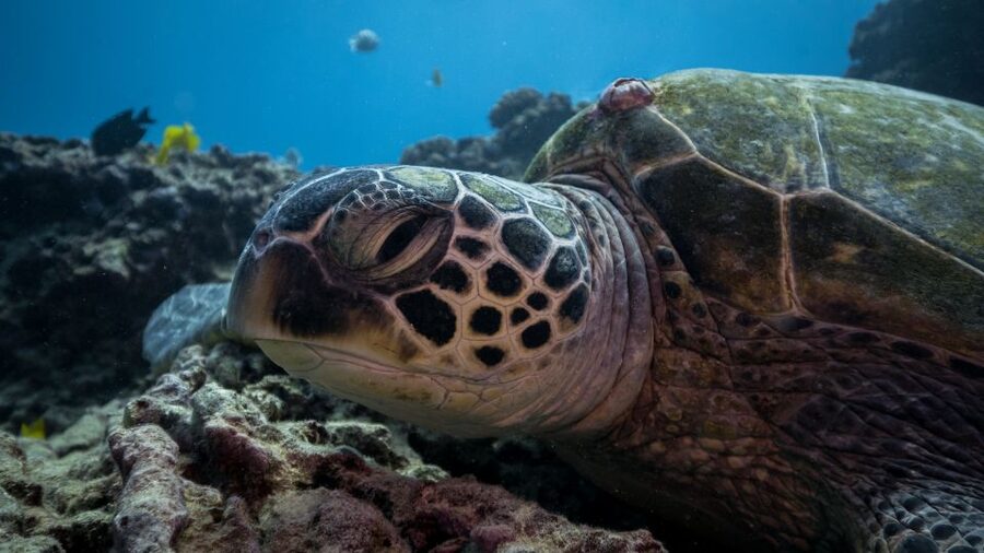 Oahu: Honolulu Turtle Canyon Snorkeling Tour - A gentle first look beneath the surface