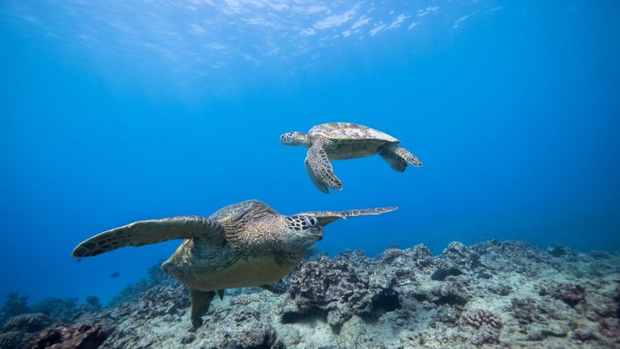 Oahu: Honolulu Turtle Canyon Snorkeling Tour - What else may appear on the reef