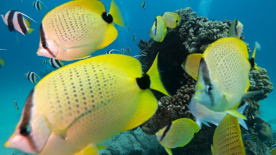 Oahu: Honolulu Turtle Canyon Snorkeling Tour - Starting at Dive Oahu in Ala Moana