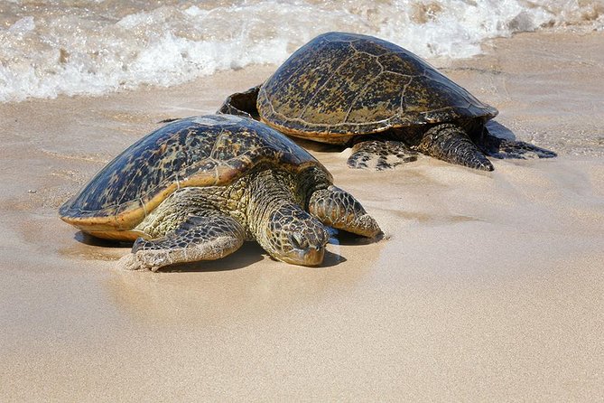 Oahu Island Photography Tour - Waterfalls and wildlife depend on the day