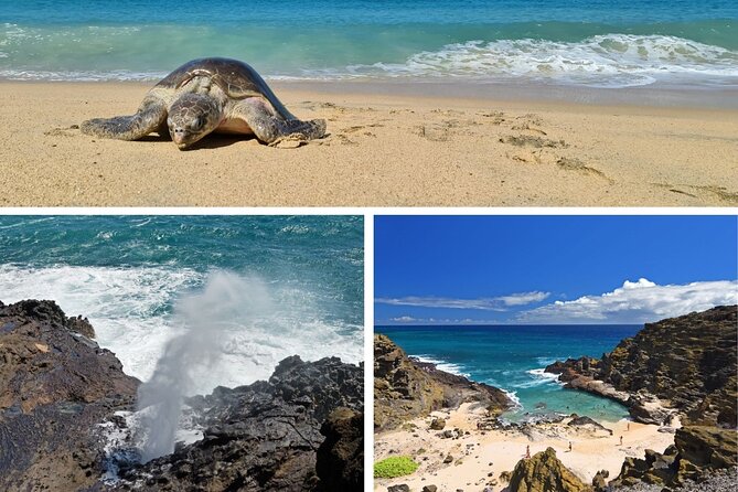 Oahu Island Tour: 13 ppl Max, Snorkel at Turtle Beach + Lunch - Diamond Head Lookout begins the coastal run