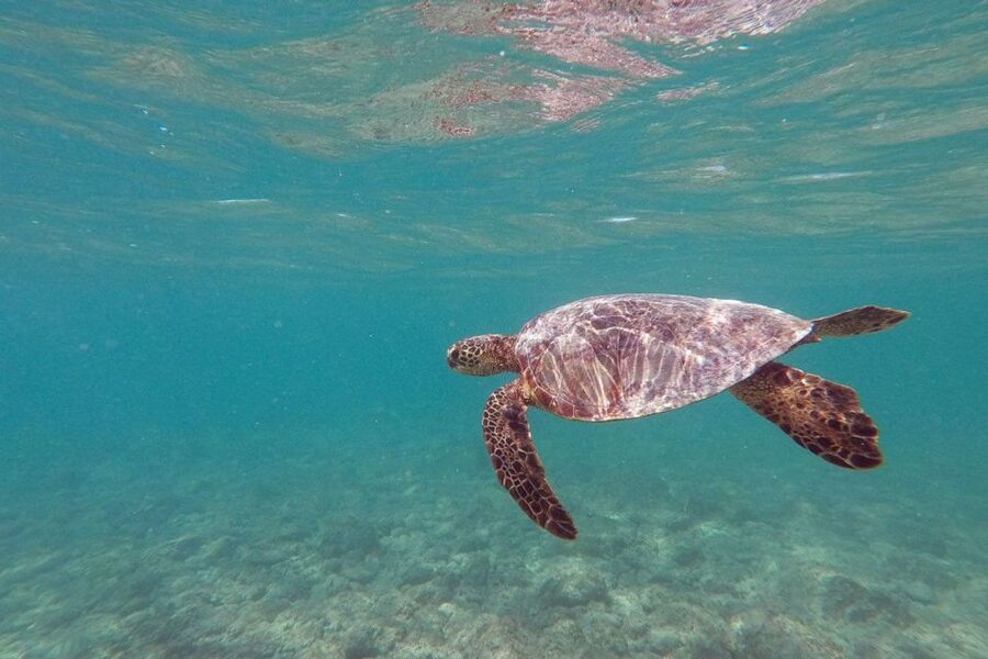 Oahu: Kailua Guided Kayak Excursion with Lunch - Lunch, volcanic views, and a conservation lesson