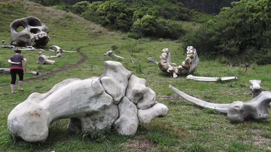 Oahu: Kualoa Movie Sites, Jungle, and Buffet Tour Package - Timing, meeting point, and transportation choices