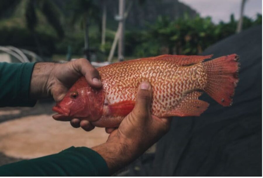 Oahu: Kualoa Movie Sites, Jungle, and Buffet Tour Package - Who will get the most from this package