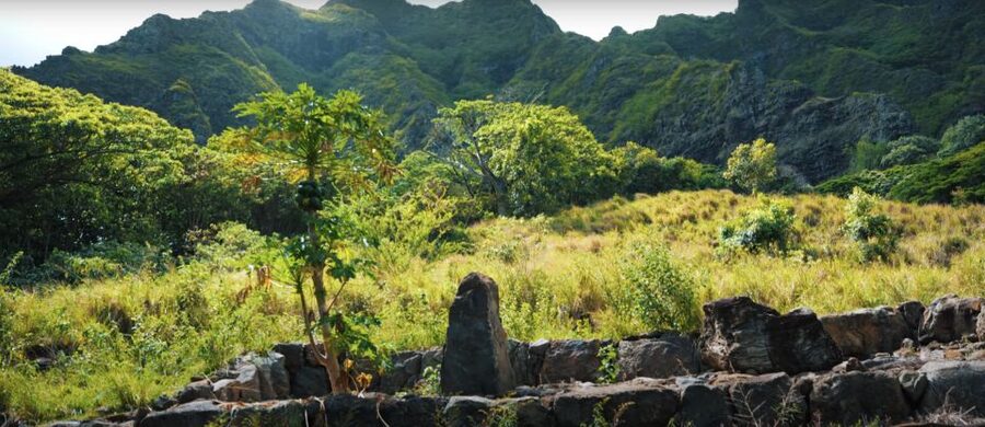 Oahu: Kualoa Open Air Jungle Expedition Tour - Guides Make the Difference