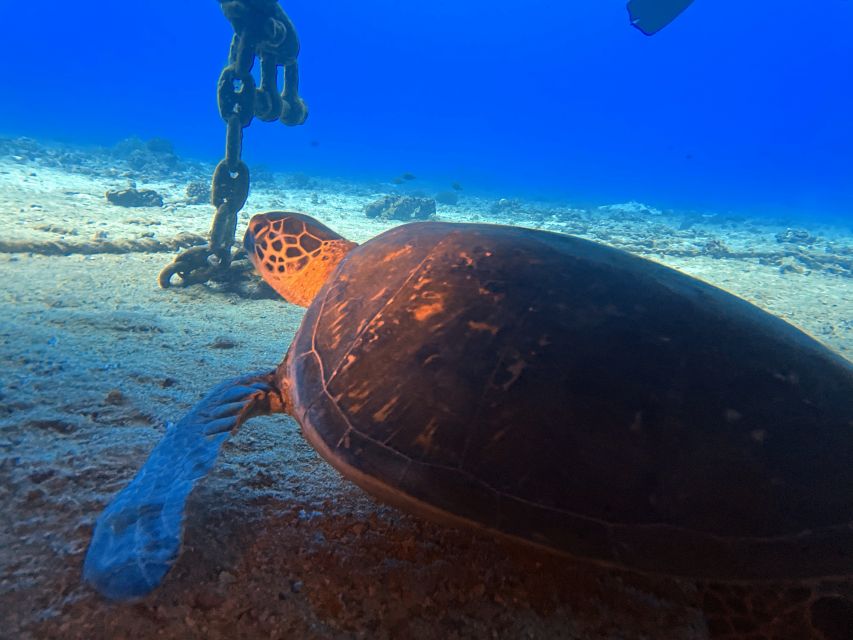 Oahu Night Dive: Adventure for Certified Divers - Key points at a glance