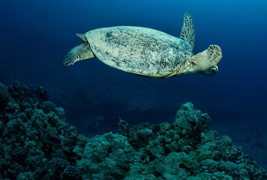 Oahu Night Dive: Adventure for Certified Divers - Timing, cancellation, and practical planning