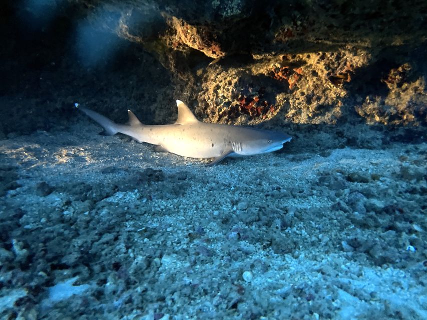 Oahu Night Dive: Adventure for Certified Divers - Meeting the boat at Kewalo Basin