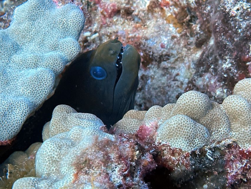 Oahu Night Dive: Adventure for Certified Divers - What the included equipment means for the price