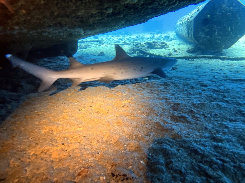 Oahu Night Dive: Adventure for Certified Divers - Marine life: what you might see
