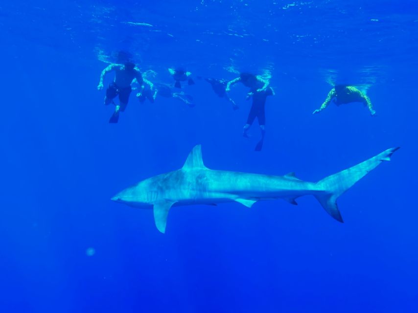Oahu: North Shore Cageless Shark Snorkeling Tour - Key points to know before you book