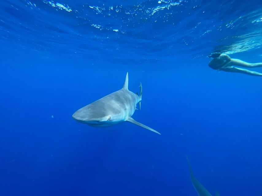 Oahu: North Shore Cageless Shark Snorkeling Tour - Meeting the North Shore crew in Haleiwa