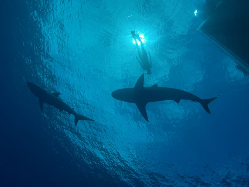 Oahu: North Shore Cageless Shark Snorkeling Tour - Swimming without a cage