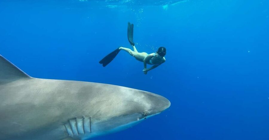 Oahu: North Shore Cageless Shark Snorkeling Tour - What else you might see below the surface