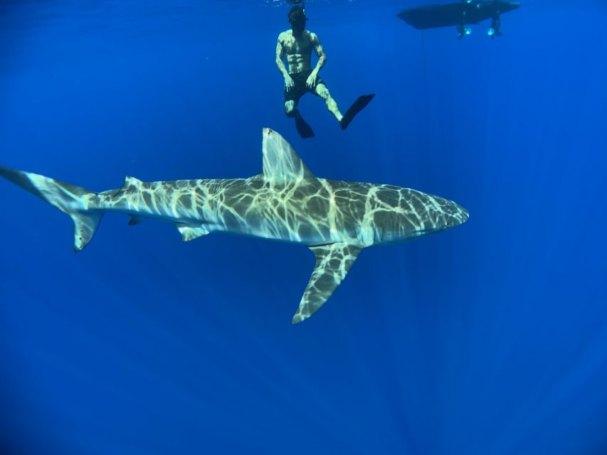 Oahu: North Shore Cageless Shark Snorkeling Tour - Photos and videos without an extra charge