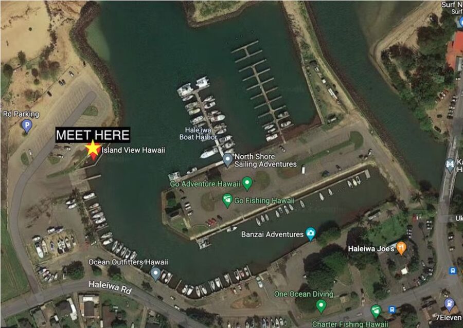 Oahu: North Shore Cageless Shark Snorkeling Tour - Who will enjoy this most