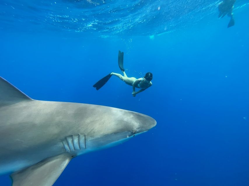 Oahu: North Shore Cageless Shark Snorkeling Tour - The safety briefing sets the tone