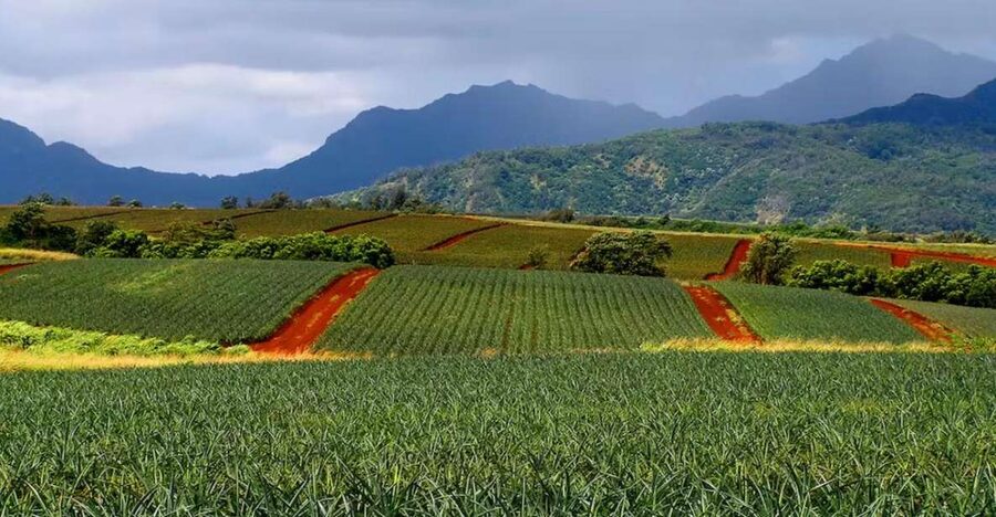 Oahu: North Shore Dole Pineapple Farm Tour - Greenworld Coffee Farms gives you an easy start