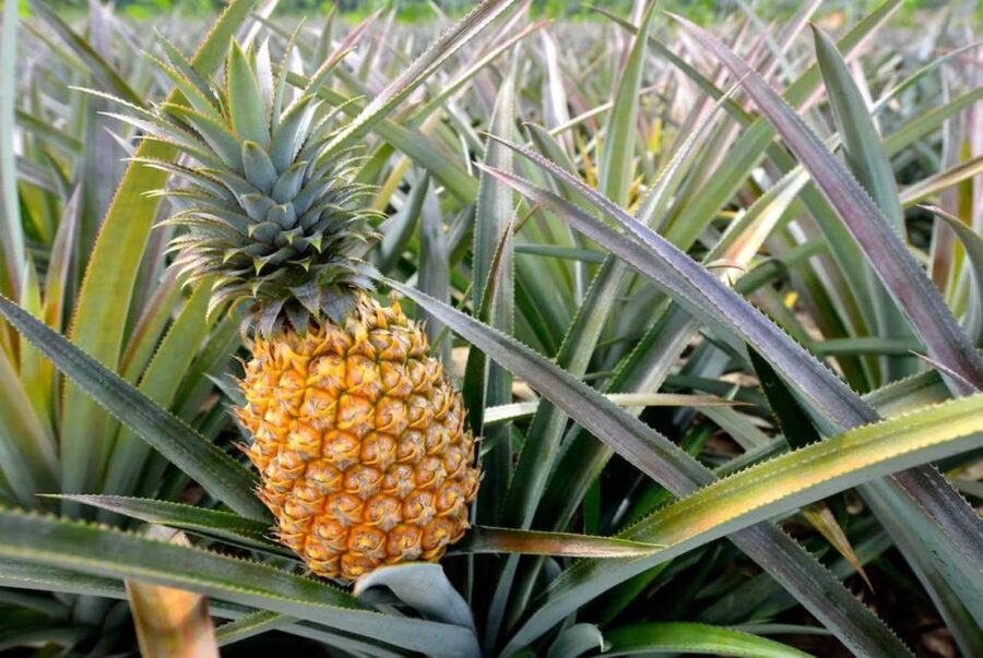 Oahu: North Shore Dole Pineapple Farm Tour - A North Shore beach stop changes the pace