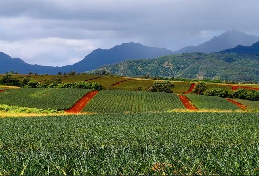 Oahu: North Shore Dole Pineapple Farm Tour - Old Haleiwa brings food, shops, and a little browsing time